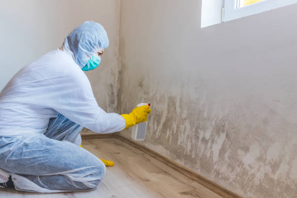 Licensed Black Mold Removal service in Medinah, IL - WQB Mold Removal
