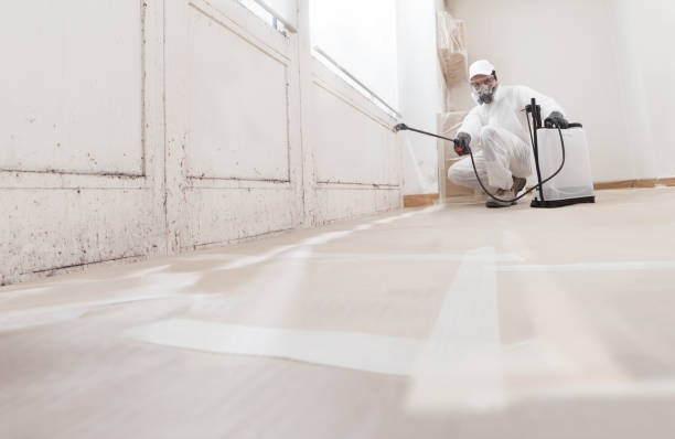 24/7 Emergency Black Mold Removal experts in Medinah, IL