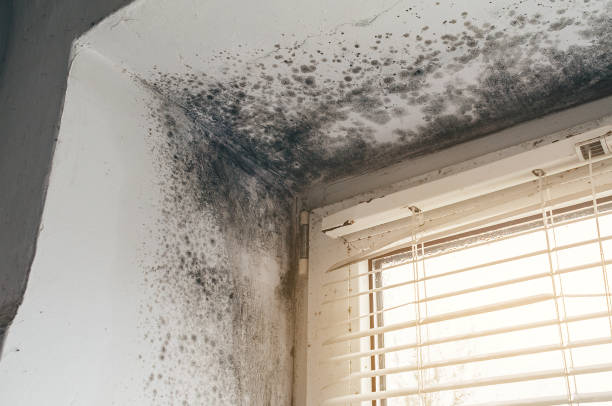 Affordable Black Mold Removal solutions in Medinah, IL