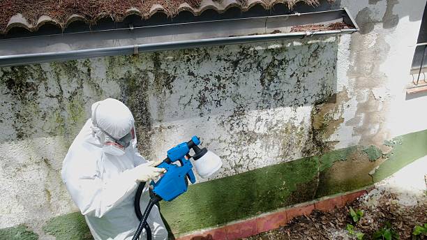 Top rated local Black Mold Removal specialists in Medinah, IL